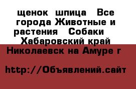 щенок  шпица - Все города Животные и растения » Собаки   . Хабаровский край,Николаевск-на-Амуре г.